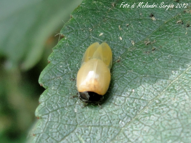 Harmonia Axyridis ???